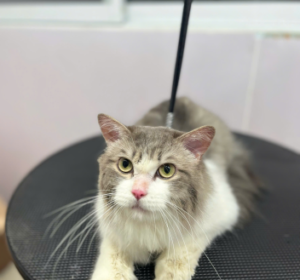 Mùa Mưa Đến Rồi – Chăm Lông Boss Sao Cho Đẹp, Khô Thoáng Và Không Mùi?