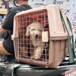 Trang chủ 4699055711221333313644595808123739789115051520n 1750994000