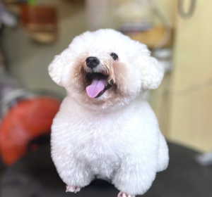 7 Kinh Nghiệm Chăm Sóc Thú Cưng Tại Nhà Giúp Boss Luôn Khỏe – Sạch – Vui Vẻ