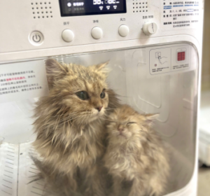 Tắm Cho Boss Đúng Cách – Những Sai Lầm Phổ Biến Và Cách Khắc Phục