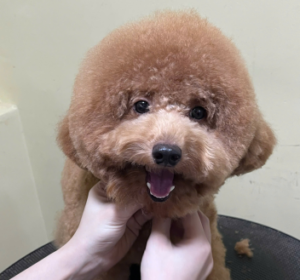 Spa Grooming Tân Bình - Bee Pet Shop