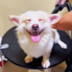 Trang chủ thiet ke chua co ten 71 1750913903