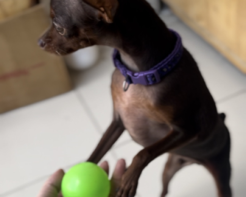 Phòng Standard Chó